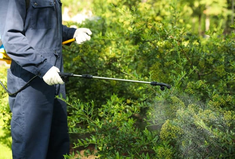 Sulfatadora de jardín en Padrón